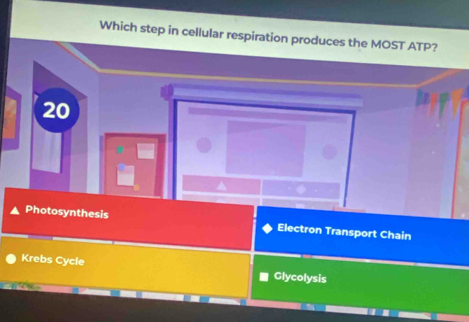 Which step in cellular respiration produces the MOST ATP?
20
Photosynthesis Electron Transport Chain
Krebs Cycle Glycolysis