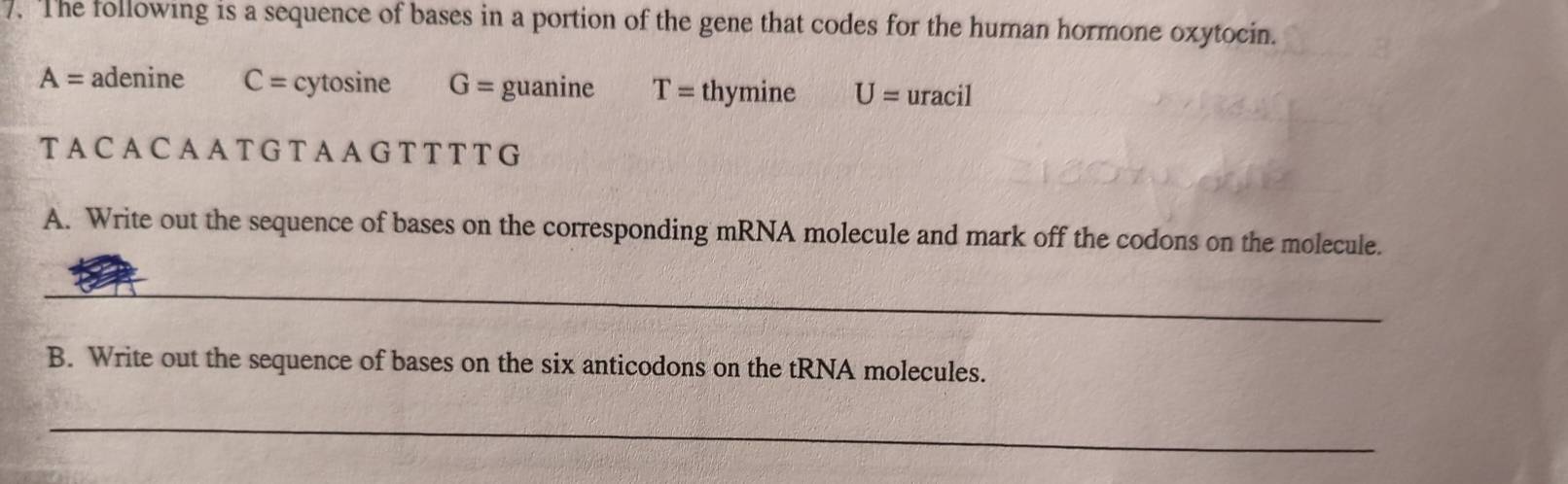 The following is a sequence of bases in a portion of the gene that codes for the human hormone oxytocin.
A= adenine C= cytosine G= guanine T= thymine U= uracil
T A C A C A A T G T A A G T T T T G
A. Write out the sequence of bases on the corresponding mRNA molecule and mark off the codons on the molecule.
_
B. Write out the sequence of bases on the six anticodons on the tRNA molecules.
_