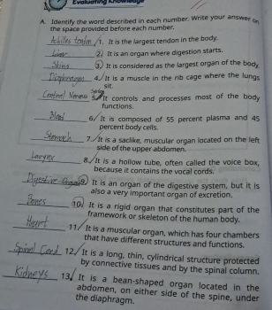 valuahng Kha wsa 
A. Identify the word described in each number. Write your answer on 
the space provided before each number. 
_1. It is the largest tendon in the body. 
_② It is an organ where digestion starts. 
_3. It is considered as the largest organ of the body. 
_4./It is a muscle in the rib cage where the lungs 
sit. 
_5. "It controls and processes most of the body 
functions. 
_6/ It is composed of 55 percent plasma and 45
percent body cells. 
_7. It is a saclike, muscular organ located on the left 
side of the upper abdomen. 
_ 
8. It is a hollow tube, often called the voice box, 
because it contains the vocal cords. 
_9. It is an organ of the digestive system, but it is 
also a very important organ of excretion. 
_10 It is a rigid organ that constitutes part of the 
framework or skeleton of the human body. 
_11. It is a muscular organ, which has four chambers 
that have different structures and functions. 
_12. It is a long, thin, cylindrical structure protected 
by connective tissues and by the spinal column. 
_13. It is a bean-shaped organ located in the 
abdomen, on either side of the spine, under 
the diaphragm.