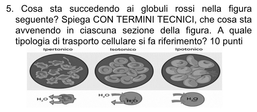 Cosa sta succedendo ai globuli rossi nella figura
seguente? Spiega CON TERMINI TECNICI, che cosa sta
avvenendo in ciascuna sezione della figura. A quale
tipologia di trasporto cellulare si fa riferimento? 10 punti