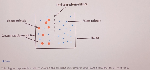 Semi-permeable membrane 
Glucose molecule Water molecule 
Concentrated glucose solution Beaker 
Q Zoom 
This diagram represents a beaker showing glucose solution and water, separated in a beaker by a membrane.