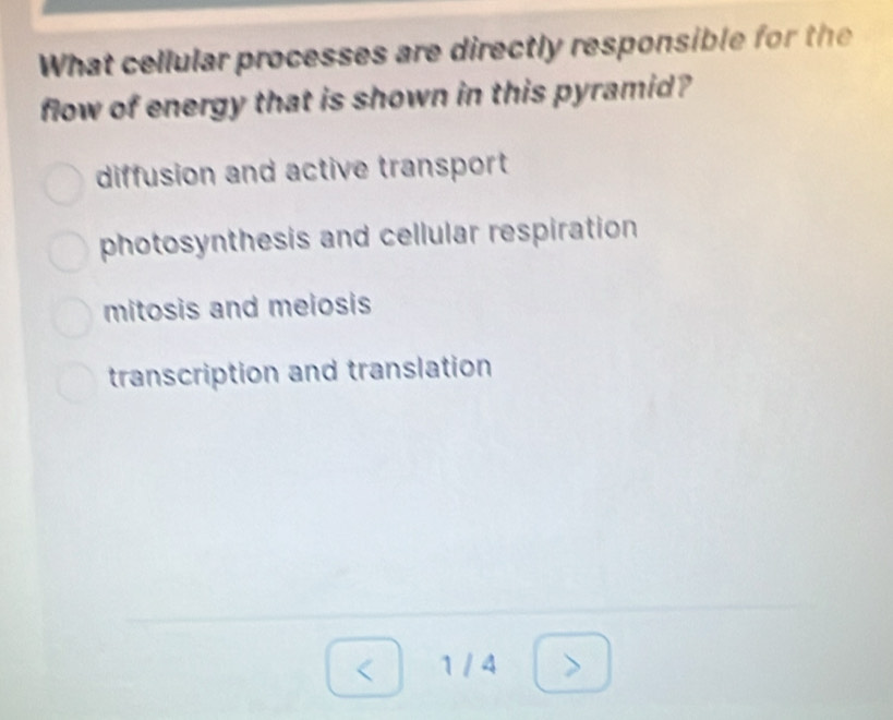 What cellular processes are directly responsible for the
flow of energy that is shown in this pyramid?
diffusion and active transport
photosynthesis and cellular respiration
mitosis and meiosis
transcription and translation
1/4>