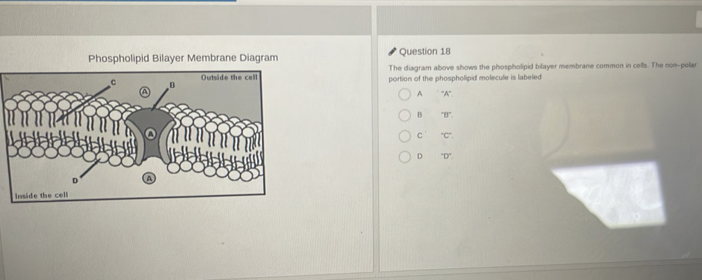 Phospholipid Bilayer Membrane Diagram Question 18
The diagram above shows the phospholipid bilayer membrane common in cells. The non-polar
portion of the phospholipid molecule is labeled
A "A''.
B^-B^-,
c°C°.
D ''D''.