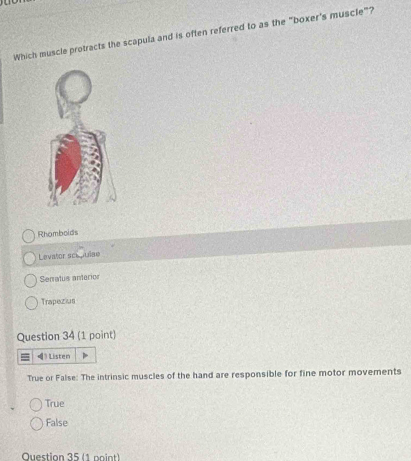 Which muscle protracts the scapula and is often referred to as the “boxer's muscle”?
Rhomboids
Levator scepulse
Serratus anterior
Trapezius
Question 34 (1 point)
Listen
True or False: The intrinsic muscles of the hand are responsible for fine motor movements
True
False
Ouestion 35 (1 point)