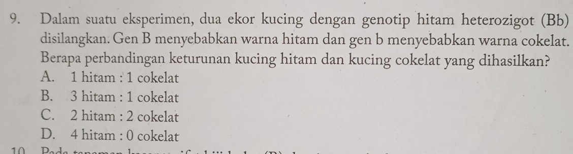 Dalam suatu eksperimen, dua ekor kucing dengan genotip hitam heterozigot (Bb)
disilangkan. Gen B menyebabkan warna hitam dan gen b menyebabkan warna cokelat.
Berapa perbandingan keturunan kucing hitam dan kucing cokelat yang dihasilkan?
A. 1 hitam : 1 cokelat
B. 3 hitam : 1 cokelat
C. 2 hitam : 2 cokelat
D. 4 hitam : 0 cokelat