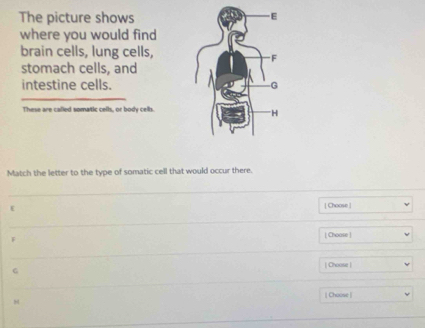 The picture shows 
where you would find 
brain cells, lung cells, 
stomach cells, and 
intestine cells. 
These are called somatic cells, or body cells. 
Match the letter to the type of somatic cell that would occur there. 
ε [ Choose ]
F
[ Choase ] 
| Choose |
G
| Choose |