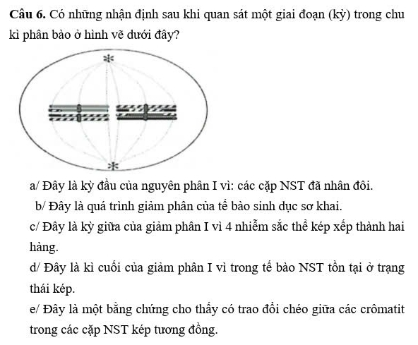 Có những nhận định sau khi quan sát một giai đoạn (kỳ) trong chu
kì phân bào ở hình vẽ dưới đây?
a/ Đây là kỳ đầu của nguyên phân I vì: các cặp NST đã nhân đôi.
b/ Đây là quá trình giảm phân của tế bào sinh dục sơ khai.
c/ Đây là kỳ giữa của giảm phân I vì 4 nhiễm sắc thể kép xếp thành hai
hàng.
d/ Đây là kì cuối của giảm phân I vì trong tế bào NST tồn tại ở trạng
thái kép.
e/ Đây là một bằng chứng cho thấy có trao đồi chéo giữa các crômatit
trong các cặp NST kép tương đồng.