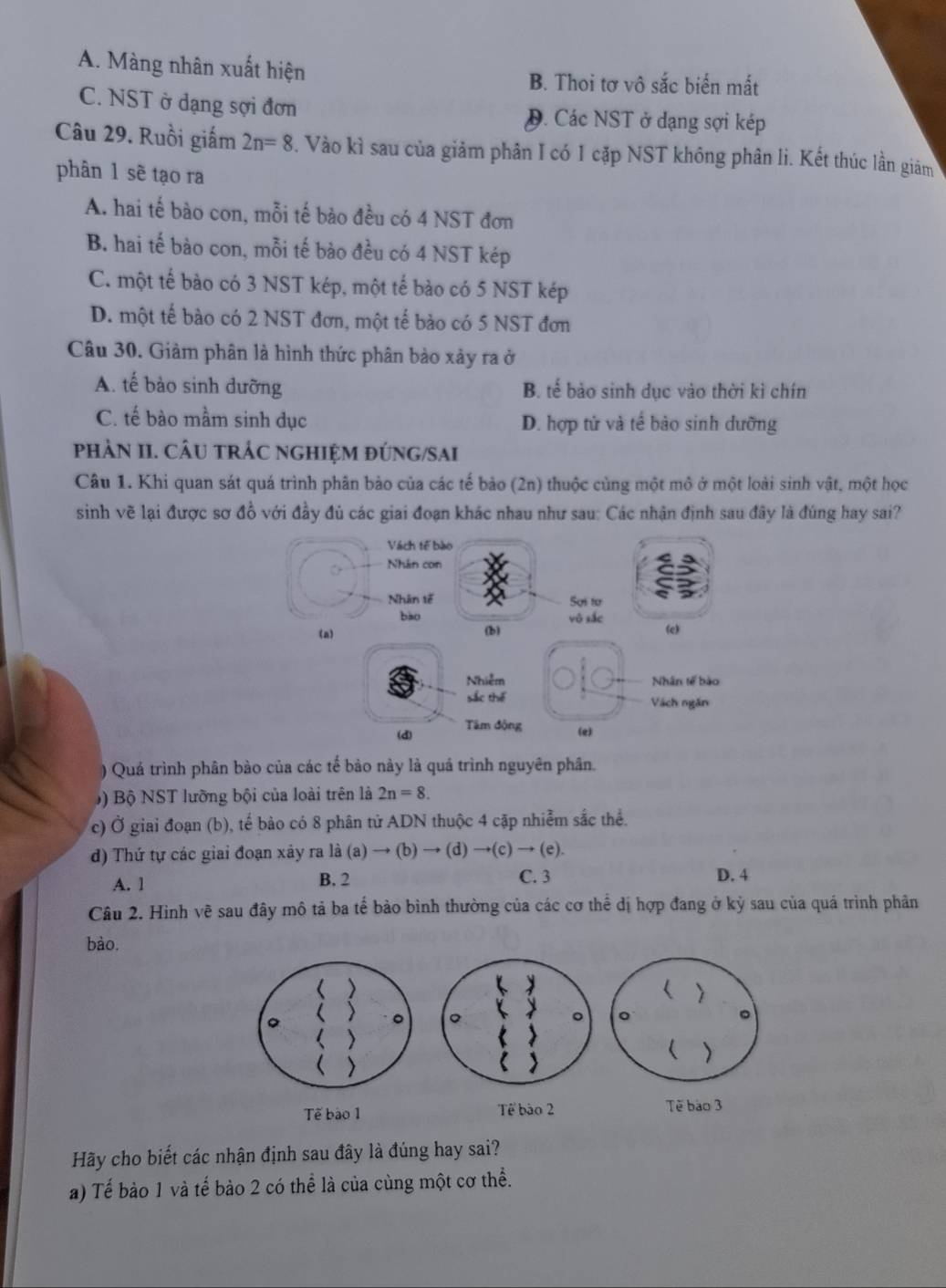 A. Màng nhân xuất hiện B. Thoi tơ vô sắc biển mất
C. NST ở dạng sợi đơn D. Các NST ở dạng sợi kép
Câu 29. Ruồi giấm 2n=8. Vào kì sau của giảm phân I có 1 cặp NST không phân li. Kết thúc lần giảm
phân 1 sè tạo ra
A. hai tế bào con, mỗi tế bào đều có 4 NST đơn
B. hai tế bào con, mỗi tế bảo đều có 4 NST kép
C. một tế bào có 3 NST kép, một tế bào có 5 NST kép
D. một tế bào có 2 NST đơn, một tế bảo có 5 NST đơn
Câu 30. Giảm phân là hình thức phân bảo xảy ra ở
A. tế bào sinh dưỡng B. tế bảo sinh dục vào thời kì chín
C. tế bào mầm sinh dục D. hợp tử và tế bào sinh dưỡng
pHÀN II. CÂU TRÁC nGHIỆM đÚNG/SAI
Câu 1. Khi quan sát quá trình phân bảo của các tế bảo (2n) thuộc cùng một mô ở một loài sinh vật, một học
sinh vẽ lại được sơ đồ với đầy đủ các giai đoạn khác nhau như sau: Các nhận định sau đây là đúng hay sai?
Vách tế bào
Nhân con
Nhân tế Sợi to
bào vô sắc
(a) (b) (e)
Nhiễm Nhân tế bào
sắc thế Vàch ngăn
(d)
Tâm động (e)
) Quá trình phân bào của các tế bảo này là quá trình nguyên phân.
9 ) Bộ NST lưỡng bội của loài trên là 2n=8.
c) Ở giai đoạn (b), tế bảo có 8 phân tử ADN thuộc 4 cặp nhiễm sắc thể.
d) Thứ tự các giai đoạn xây ra là (a)to (b)to (d)to (c)to (e).
A. 1 B. 2 C. 3 D. 4
Câu 2. Hình vẽ sau đây mô tả ba tế bảo bình thường của các cơ thể đị hợp đang ở kỳ sau của quá trình phân
bào,
Tế bào 1 Tế bào 2 Tế bào 3
Hãy cho biết các nhận định sau đây là đúng hay sai?
a) Tế bảo 1 và tế bào 2 có thể là của cùng một cơ thể.