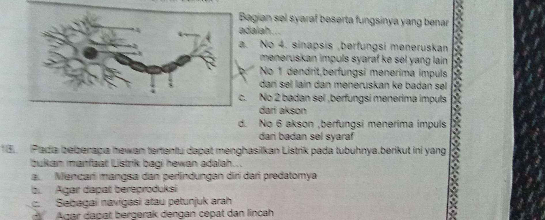 Bagian sel syaraf beserta fungsinya yang benar
adalah...
a. No 4. sinapsis ,berfungsi meneruskan
meneruskan impuls syaraf ke sel yang lain.
No 1 dendrit berfungsi menerima impuls
dari sel lain dan meneruskan ke badan sel.
c. No 2 badan sel ,berfungsi menerima impuls
dari akson
d. No 6 akson ,berfungsi menerima impuls
dari badan sel syaraf
3 Pada beberapa hewan tertentu dapat menghasilkan Listrik pada tubuhnya.berikut ini yang
bukan manfaat Listrik bagi hewan adalah...
a Mencari mangsa dan perlindungan diri dari predatornya
b. Agar dapat bereproduksi
c. Sebagai navigasi atau petunjuk arah
Agar dapat bergerak dengan cepat dan lincah