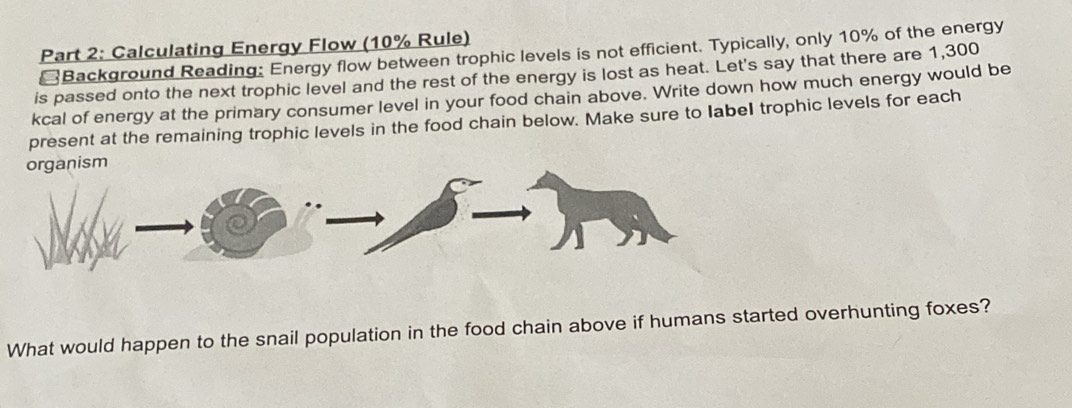 Calculating Energy Flow (10% Rule) 
[Background Reading: Energy flow between trophic levels is not efficient. Typically, only 10% of the energy 
is passed onto the next trophic level and the rest of the energy is lost as heat. Let's say that there are 1,300
kcal of energy at the primary consumer level in your food chain above. Write down how much energy would be 
present at the remaining trophic levels in the food chain below. Make sure to label trophic levels for each 
What would happen to the snail population in the food chain above if humans started overhunting foxes?