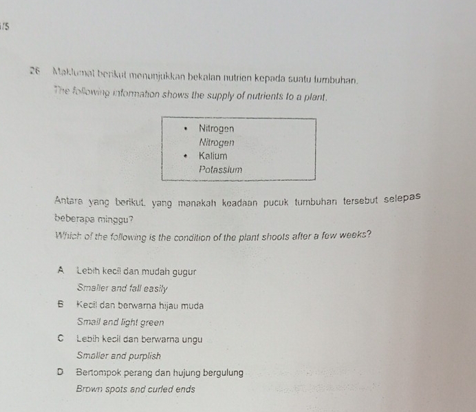 5
26 Maklumat berikut menunjukkan bekalan nutrien kepada suatu tumbuhan.
The following information shows the supply of nutrients to a plant.
Nitrogen
Nitrogen
Kalium
Polassium
Antara yang berikut, yang manakah keadaan pucuk tumbuhan tersebut selepas
beberapa minggu
Which of the following is the condition of the plant shoots after a few weeks?
A Lebih kecíl dan mudah gugur
Smaller and fall easily
B Kecil dan berwarna hijau muda
Small and light green
CLebih kecil dan berwarna ungu
Smaller and purplish
D Bertompok perang dan hujung bergulung
Brown spots and curled ends