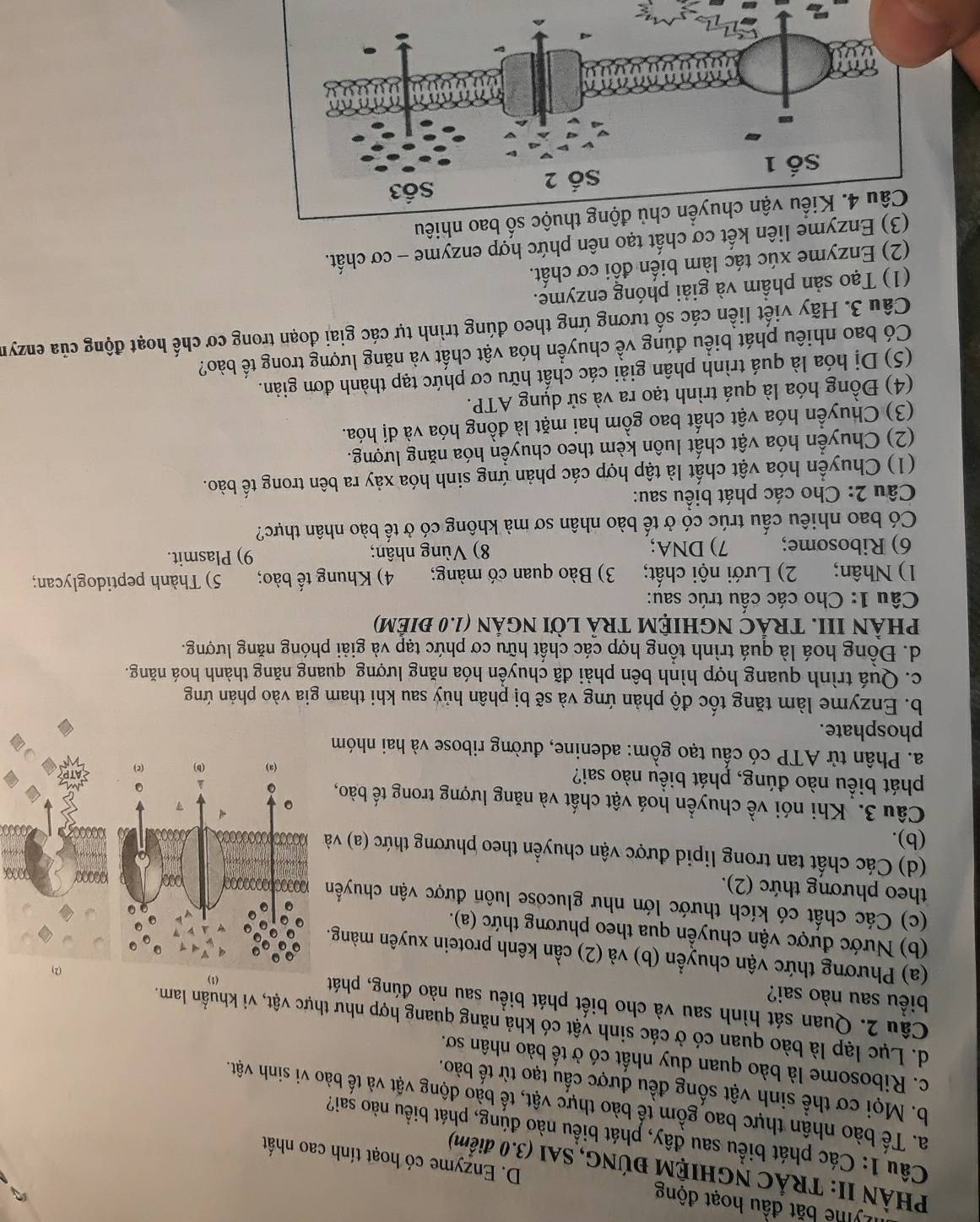 yne bắt đầu hoạt động D. Enzyme có hoạt tính cao nhất
PHÀN II: TRÁC NGHIỆM ĐÚNG, SAI (3.0 điểm)
Câu 1: Các phát biểu sau đây, phát biểu nào đúng, phát biểu nào sai?
a. Tế bào nhân thực bao gồm tế bào thực vật, tế bào động vật và tế bào vi sinh vật.
b. Mọi cơ thể sinh vật sống đều được cấu tạo từ tế bào.
c. Ribosome là bào quan duy nhất có ở tế bào nhân sơ.
d. Lục lạp là bào quan có ở các sinh vật có khả năng quang hợp như thực vật, vi khuẩn lam.
Câu 2. Quan sát hình sau và cho biết phát biểu sau nào đúng, phát
biểu sau nào sai? (
(2)
(a) Phương thức vận chuyển (b) và (2) cần kênh protein xuyên màng.
(b) Nước được vận chuyền qua theo phương thức (a).
(c) Các chất có kích thước lớn như glucose luôn được vận chuyển
theo phương thức (2).
DOOe
(d) Các chất tan trong lipid được vận chuyển theo phương thức (a) và
(b).
Câu 3. Khi nói về chuyển hoá vật chất và năng lượng trong tế bào, 
phát biểu nào đúng, phát biểu nào sai?
a. Phân tử ATP có cấu tạo gồm: adenine, đường ribose và hai nhóm
phosphate.
b. Enzyme làm tăng tốc độ phản ứng và sẽ bị phân hủý sau khi tham gia vào phản ứng
c. Quá trình quang hợp hình bên phải đã chuyển hóa năng lượng quang năng thành hoá năng.
d. Đồng hoá là quá trình tổng hợp các chất hữu cơ phức tạp và giải phóng năng lượng.
PHÂN III. TRÁC NGHIỆM TRẢ LờI NGẢN (1.0 đIêM)
Câu 1: Cho các cấu trúc sau:
1) Nhân; 2) Lưới nội chất; 3) Bào quan có màng; 4) Khung tế bào; 5) Thành peptidoglycan;
6) Ribosome; 7) DNA; 8) Vùng nhân; 9) Plasmit.
Có bao nhiêu cấu trúc có ở tế bào nhân sơ mà không có ở tế bào nhân thực?
Câu 2: Cho các phát biểu sau:
(1) Chuyển hóa vật chất là tập hợp các phản ứng sinh hóa xảy ra bên trong tế bào.
(2) Chuyển hóa vật chất luôn kèm theo chuyền hóa năng lượng.
(3) Chuyền hóa vật chất bao gồm hai mặt là đồng hóa và đị hóa.
(4) Đồng hóa là quá trình tạo ra và sử dụng ATP.
(5) Dị hóa là quá trình phân giải các chất hữu cơ phức tạp thành đơn giản.
Có bao nhiêu phát biểu đúng về chuyển hóa vật chất và năng lượng trong tế bào?
Câu 3. Hãy viết liền các số tương ứng theo đúng trình tự các giai đoạn trong cơ chế hoạt động của enzyn
(1) Tạo sản phầm và giải phóng enzyme.
(2) Enzyme xúc tác làm biến đổi cơ chất.
(3) Enzyme liên kết cơ chất tạo nên phức hợp enzyme - cơ chất.
số bao nhiêu