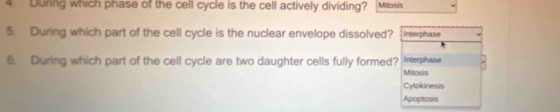 During which phase of the cell cycle is the cell actively dividing? Mitosis
5. During which part of the cell cycle is the nuclear envelope dissolved? Interphase
6. During which part of the cell cycle are two daughter cells fully formed? Interphase
Mitosis
Cytokinesis
Apoptosis