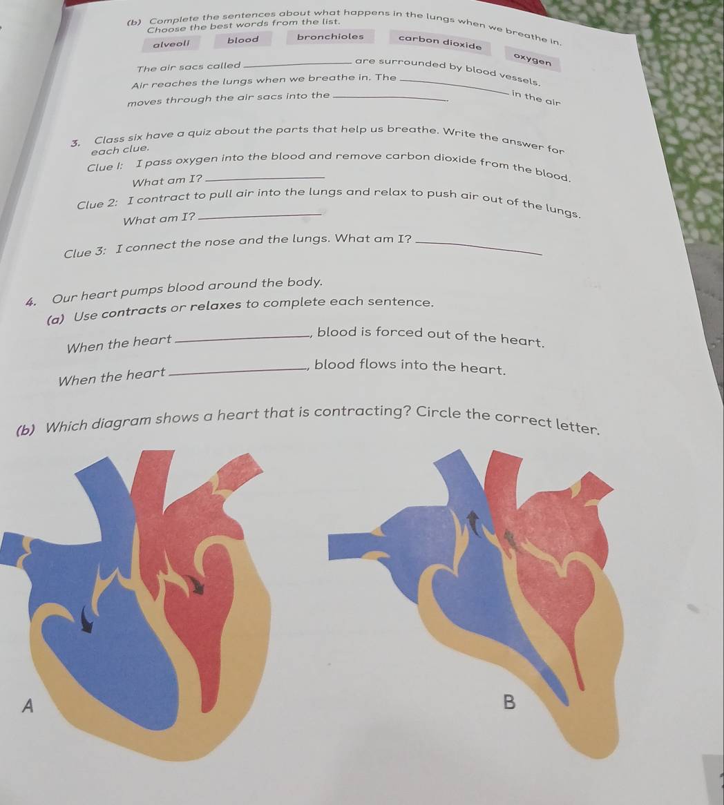 Choose the best words from the list. 
(b) Complete the sentences about what happens in the lungs when we breathe in 
bronchioles 
alveoli blood carbon dioxide 
oxygen 
The air sacs called 
_are surrounded by blood vessels. 
Air reaches the lungs when we breathe in. The_ 
moves through the air sacs into the_ 
in the air 
3. Class six have a quiz about the parts that help us breathe. Write the answer for 
each clue. 
Clue 1: I pass oxygen into the blood and remove carbon dioxide from the blood. 
What am I? 
Clue 2: I contract to pull air into the lungs and relax to push air out of the lungs. 
What am I? 
Clue 3: I connect the nose and the lungs. What am I?_ 
4. Our heart pumps blood around the body. 
(a) Use contracts or relaxes to complete each sentence. 
When the heart 
_, blood is forced out of the heart. 
When the heart 
_, blood flows into the heart. 
(b) Which diagram shows a heart that is contracting? Circle the correct letter.