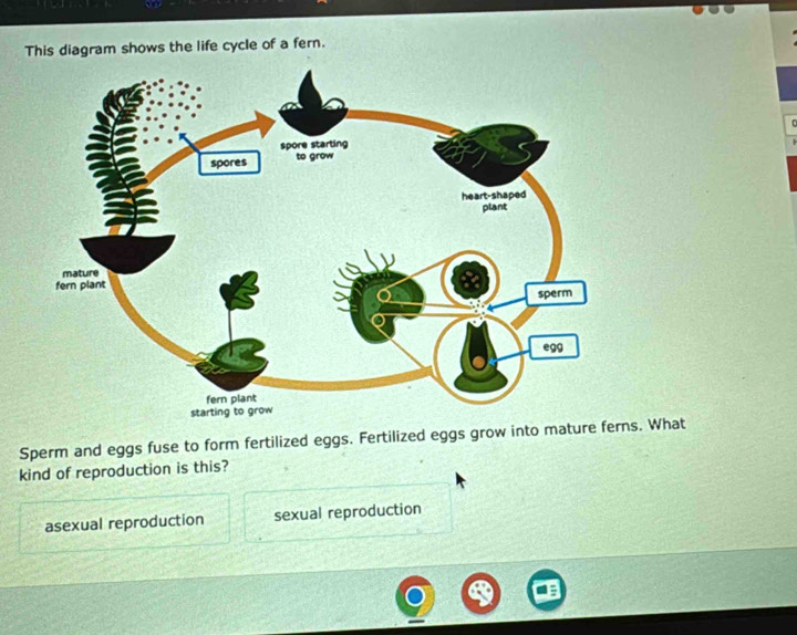 Solved: This diagram shows the life cycle of a fern. Sperm and eggs ...