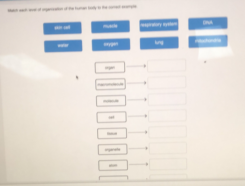 Match each level of organization of the human body to the correct example.
skin cell muscle respiratory system DNA
water exygen lung mitochondria
"
organ
macromolecule
molecule
Gell
lissue
organelle
alom