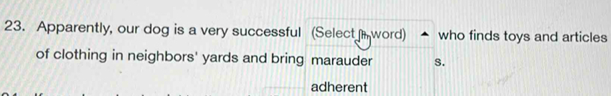 Apparently, our dog is a very successful (Select word) who finds toys and articles 
of clothing in neighbors' yards and bring marauder s. 
adherent