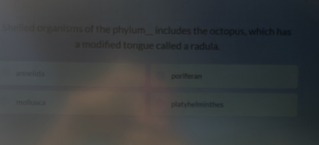 Shelled organisms of the phylum_ includes the octopus, which has 
a modifed tongue called a radula.