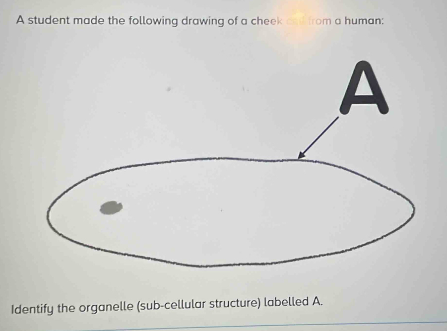 A student made the following drawing of a cheek and from a human: 
Identify the organelle (sub-cellular structure) labelled A.