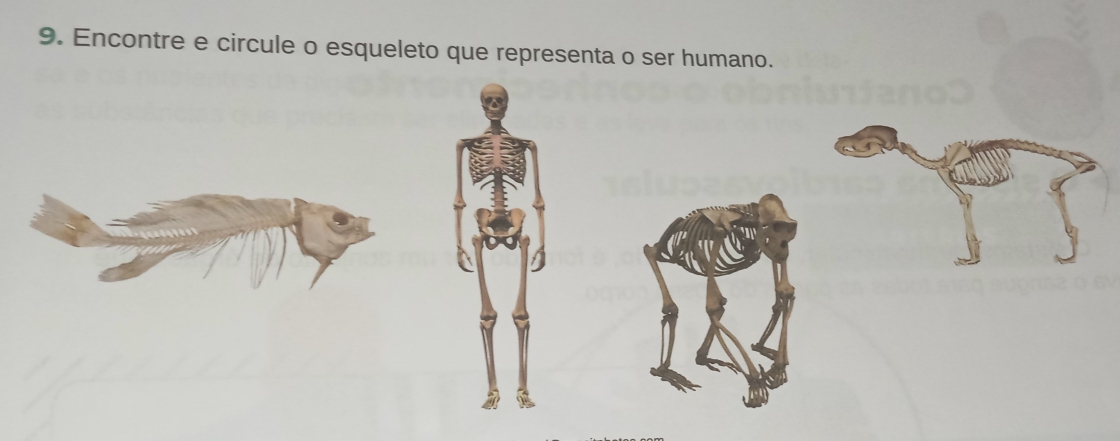 Encontre e circule o esqueleto que representa o ser humano.