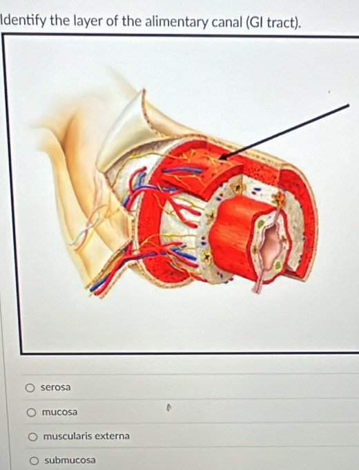 Identify the layer of the alimentary canal (GI tract).
serosa
mucosa
muscularis externa
submucosa