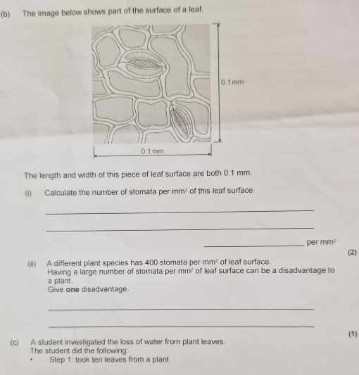 The image below shows part of the surface of a leaf. 
The length and width of this piece of leaf surface are both 0.1 mm. 
(i) Calculate the number of stomata per mm^2 of this leaf surface. 
_ 
_ 
_ 
per mm^2
(2) 
(ii) A different plant species has 400 stomata per mm^2 of leaf surface. 
Having a large number of stomata per mm^2 of leaf surface can be a disadvantage to 
a plant. 
Give one disadvantage 
_ 
_ 
(c) A student investigated the loss of water from plant leaves. (1) 
The student did the following: 
Step 1: took ten leaves from a plant