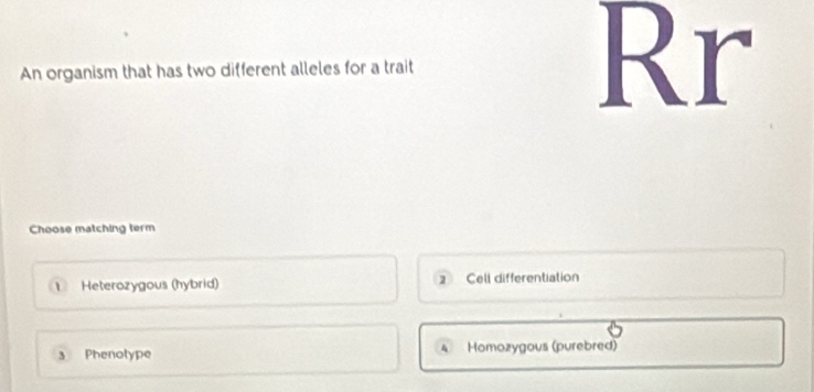 An organism that has two different alleles for a trait Rr
Choose matching term
1 Heterozygous (hybrid) ② Cell differentiation
a Phenotype 4 Homozygous (purebred)