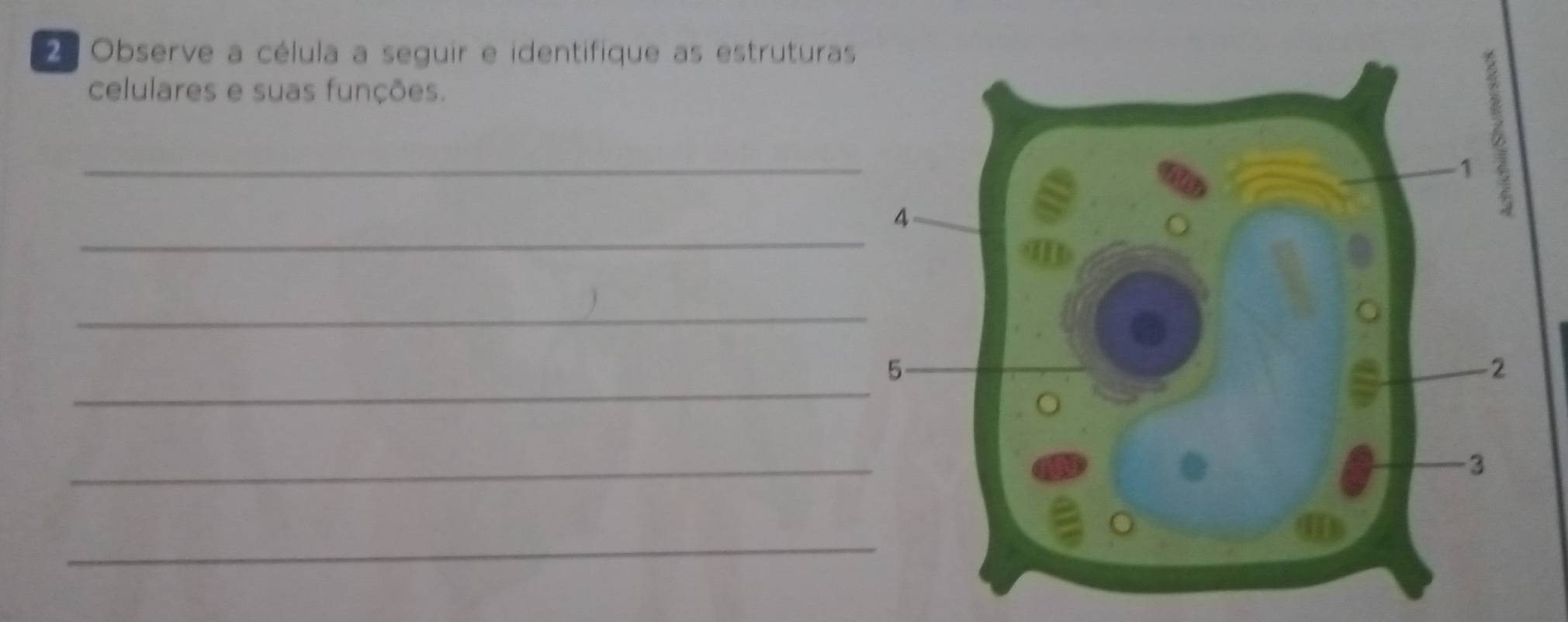 2ª Observe a célula a seguir e identifique as estruturas 
celulares e suas funções. 
_ 
_ 
_ 
_ 
_ 
_