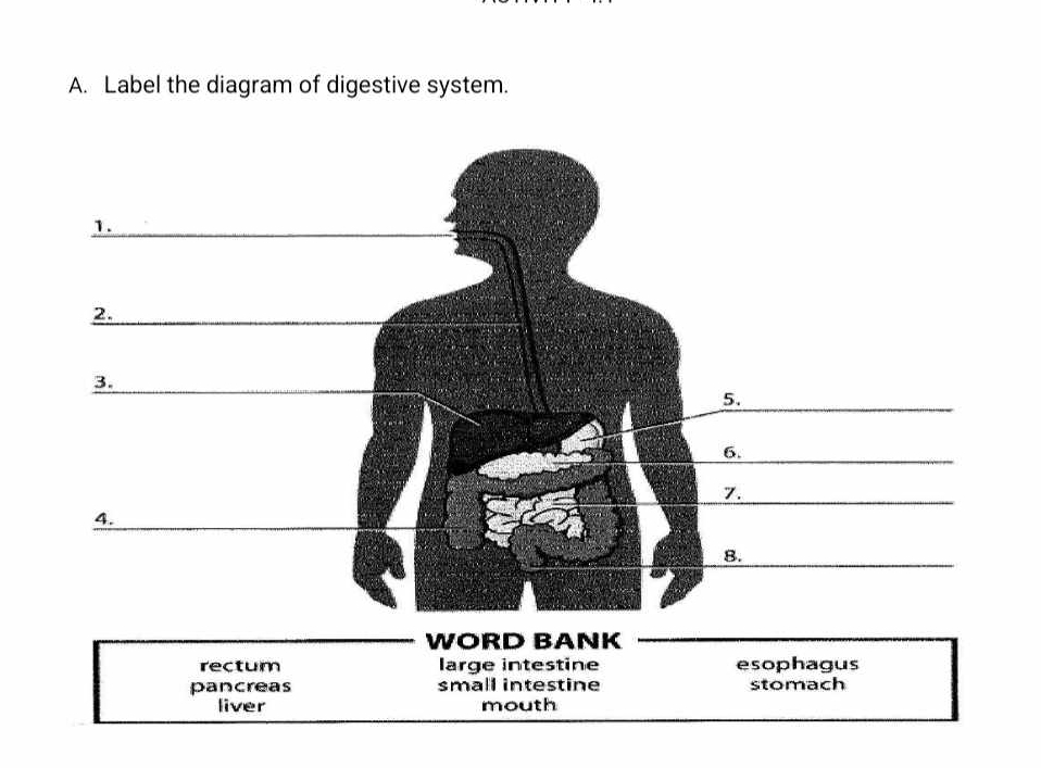 Label the diagram of digestive system.