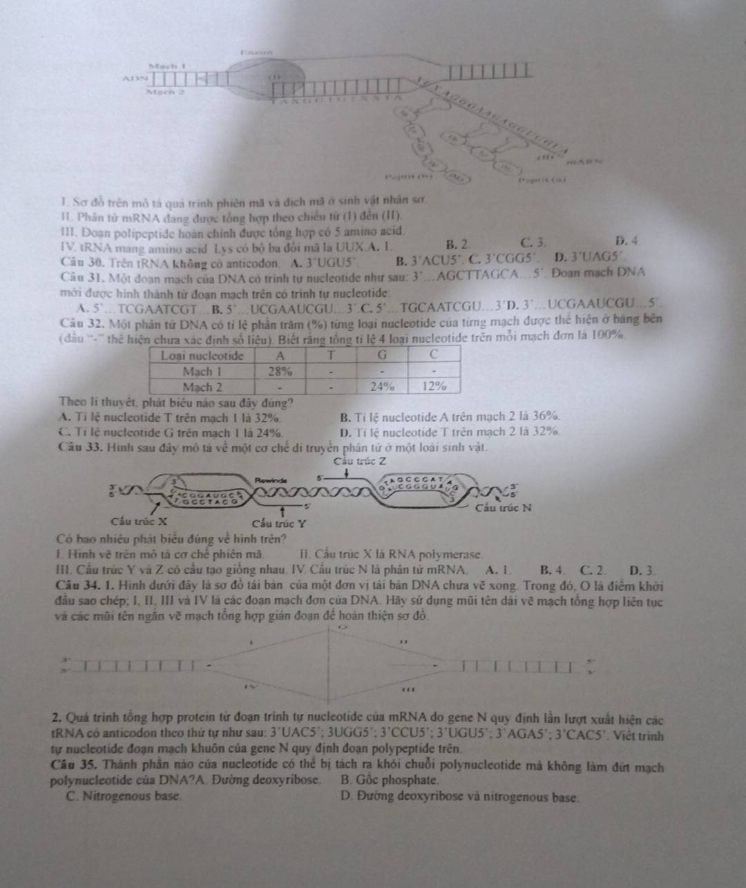 Eneia
Mach 1
A1N
Mạch 2
<   
**g   cger i fi
1. Sơ đỗ trên mỗ tả quá trình phiên mã và dịch mã ở sinh vật nhân sơ.
I. Phân tử mRNA đang được tổng hợp theo chiều từ (1) đến (II),
III. Đoạn polipeptide hoàn chính được tổng hợp có 5 amino acid.
IV. tRNA mang amino acid Lys c  6bj ba đội mã là UUX A. 1. B. 2 C. 3 D. 4
Cầu 30. Trên tRNA không có anticodon. A. 3'UGU5' B. 3'ACU5'.C 3'CGG5' D. 3^.UAG5'
Câu 31. Một đoạn mạch của DNA có trình tự nucleotide như sau: 3^-...AGC AGCA. 5°. Doan mach DNA
mới được hình thành từ đoạn mạch trên có trình tự nucleotide
A. 5'.TCGAATCGT B. 5^(·) UCGAAUCGU 3'.C.5' .TGCAATCGU... 3'D.3'.UCGAAUCGU...5°
Câu 32. Một phần tử DNA có tỉ lệ phần trăm (%) từng loại nucleotide của từng mạch được thể hiện ở bảng bên
(dầu '-'' thể hiện chưa xạc định số liệu). Biết răng tổng tỉ lệ 4 loại nucleotide trên mỗi mạch đơn là 100%
Theo li thu
A. Tỉ lệ nucleotide T trên mạch 1 là 32%. B. Tỉ lệ nucleotide A trên mạch 2 là 36%.
C. Tỉ lệ nucleotide G trên mạch 1 là 24% D. Tỉ lệ nucleotide T trên mạch 2 là 32%.
Câu 33. Hình sau đây mô tả về một cơ chế di truyền phân tử ở một loài sinh vật.
Cầu trúc Z
Có bao nhiêu phát biểu đúng về hình trên?
1. Hình vẽ trên mô tả cơ chế phiên mã.  . Cầu trúc X là RNA polymerase
III. Cầu trúc Y và Z có cầu tạo giống nhau. IV. Cầu trúc N là phân tử mRNA. A. 1. B. 4 C. 2 D. 3
Câu 34. 1. Hình dưới đây là sơ đồ tái bản của một đơn vị tái bản DNA chưa về xong. Trong đó, O là điểm khởi
đầu sao chép; I. II. III và IV là các đoạn mạch đơn của DNA. Hãy sử dụng mũi tên dài vẽ mạch tổng hợp liên tục
và các mũi tên ngắn vẽ mạch tổng hợp gián đoạn để hoàn thiện sơ đồ.
2. Quá trình tổng hợp protein từ đoạn trình tự nucleotide của mRNA do gene N quy định lần lượt xuất hiện các
tRNA cổ anticodon theo thứ tự như sau: 3'UAC5';3UGG5'; 3'CCU5';3'UGU5':3'AGA5 : 3'CACAC5° * Viết trình
tự nucleotide đoạn mạch khuôn của gene N quy định đoạn polypeptide trên.
Câu 35. Thành phần nào của nucleotide có thể bị tách ra khỏi chuỗi polynucleotide mà không làm đứt mạch
polynucleotide của DNA?A. Đường deoxyribose. B. Gốc phosphate.
C. Nitrogenous base. D. Đường deoxyribose và nitrogenous base.