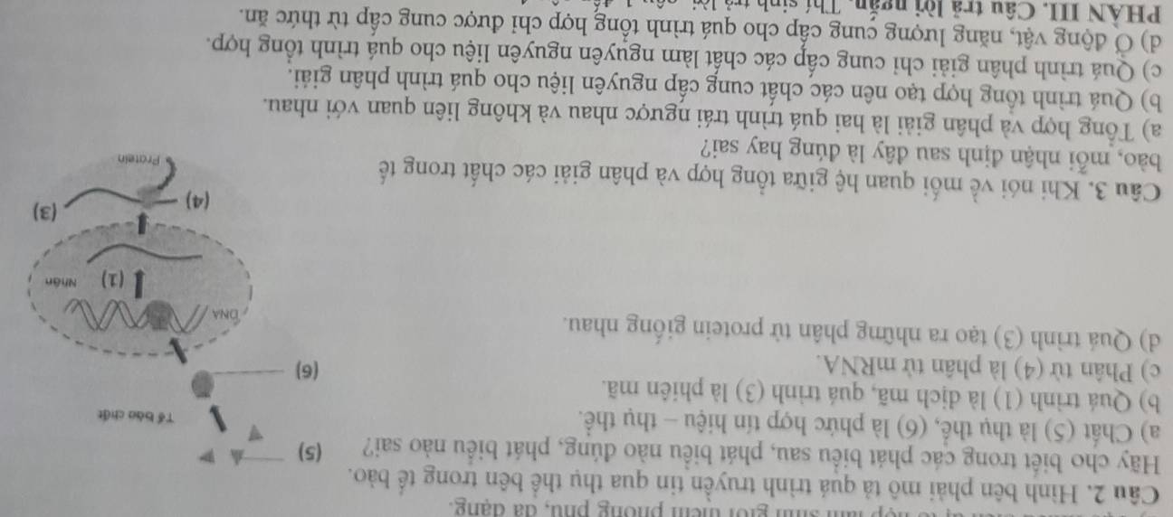 gir them phông phu, đã đạng.
Câu 2. Hình bên phải mô tả quá trình truyền tin qua thụ thể bên trong tế bào.
Hy cho biết trong các phát biểu sau, phát biểu nào đúng, phát biểu nào sai?
a) Chất (5) là thụ thể, (6) là phức hợp tín hiệu - thụ thể.
b) Quá trình (1) là dịch mã, quá trình (3) là phiên mã.
c) Phân từ (4) là phân tử mRNA.
d) Quá trình (3) tạo ra những phân tử protein giống nhau.
Câu 3. Khi nói về mối quan hệ giữa tổng hợp và phân giải các chất trong tế
bào, mỗi nhận định sau đây là đúng hay sai?
a) Tổng hợp và phân giải là hai quá trình trái ngược nhau và không liên quan với nhau.
b) Quá trình tổng hợp tạo nên các chất cung cấp nguyên liệu cho quá trình phân giải.
c) Quá trình phân giải chỉ cung cấp các chất làm nguyên nguyên liệu cho quá trình tổng hợp.
d) Ở động vật, năng lượng cung cấp cho quá trình tổng hợp chi được cung cấp từ thức ăn.
PHẢN III. Câu trả lời ngắn. Thí sinh tra