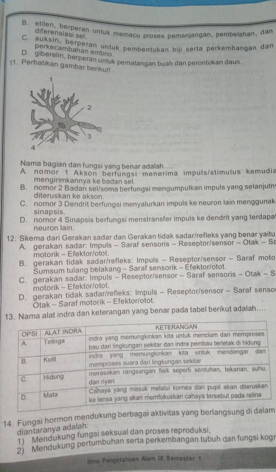 B. etilen, berperan untuk memacu proses pemanjangan, pembelahan, dan
diferensiasi sel.
C. auksin, berperan untuk pembentukan biji serta perkembangan dan
perkecambahan embrio.
D. giberelin, berperan untuk pematangan buah dan perontokan daun
11. Perhatikan gambar berikut!
Nama bagian dan fungsi yang benar adalah....
A. nomor 1 Akson berfungsi menerima impuls/stimulus kemudia
mengirimkannya ke badan sel.
B. nomor 2 Badan sel/soma berfungsi mengumpulkan impuls yang selanjutn
diteruskan ke akson.
C. nomor 3 Dendrit berfungsi menyalurkan impuls ke neuron lain menggunak
sinapsis.
D. nomor 4 Sinapsis berfungsi menstransfer impuls ke dendrit yang terdapa
neuron lain.
12. Skema dari Gerakan sadar dan Gerakan tidak sadar/refleks yang benar yaitu
A. gerakan sadar: Impuls - Saraf sensoris - Reseptor/sensor - Otak - Sa
motorik - Efektor/otot.
B. gerakan tidak sadar/refleks: Impuls - Reseptor/sensor - Saraf moto
Sumsum tulang belakang - Saraf sensorik - Efektor/otot.
C. gerakan sadar: Impuls - Reseptor/sensor - Saraf sensoris - Otak - S
motorik - Efektor/otot.
D. gerakan tidak sadar/refleks: Impuls - Reseptor/sensor - Saraf senso
Ōtak - Saraf motorik - Efektor/otot.
. Nama alat indra dan keterangan yang benar pada tabel berikut adalah....
14. Fungsi hormon mendukung berbagai aktivitas yang berlangm
diantaranya adalah:
1)  Mendukung fungsi seksual dan proses reproduksi,
2) Mendukung pertumbuhan serta perkembangan tubuh dan fungsi kogr
Ilmu Pengetahuan Alam IX Semester 1