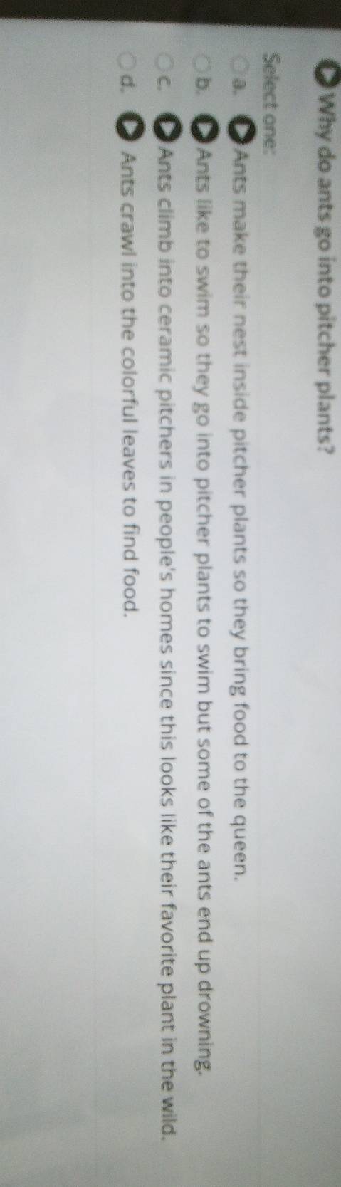 Why do ants go into pitcher plants?
Select one:
a. Ants make their nest inside pitcher plants so they bring food to the queen.
b. Ants like to swim so they go into pitcher plants to swim but some of the ants end up drowning.
c. Ants climb into ceramic pitchers in people's homes since this looks like their favorite plant in the wild.
d. Ants crawl into the colorful leaves to find food.