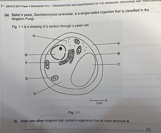 7 - (0610-S 2021-Paper 4 (Extended)/1-Q1) - ORGANIZATION AND MAINTENANCE OF THE ORGANISM, ORGANISMS AND THEIR ENVIRU 
(a) Baker's yeast, Saccharomyces cerevisiae, is a single-celled organism that is classified in the 
kingdom Fungi. 
Fig. 1.1 is a drawing of a section through a yeast cell. 
Fig. 1.1 
(I) State one other kingdom that contains organisms that all have structure A. 
_ 
[1]