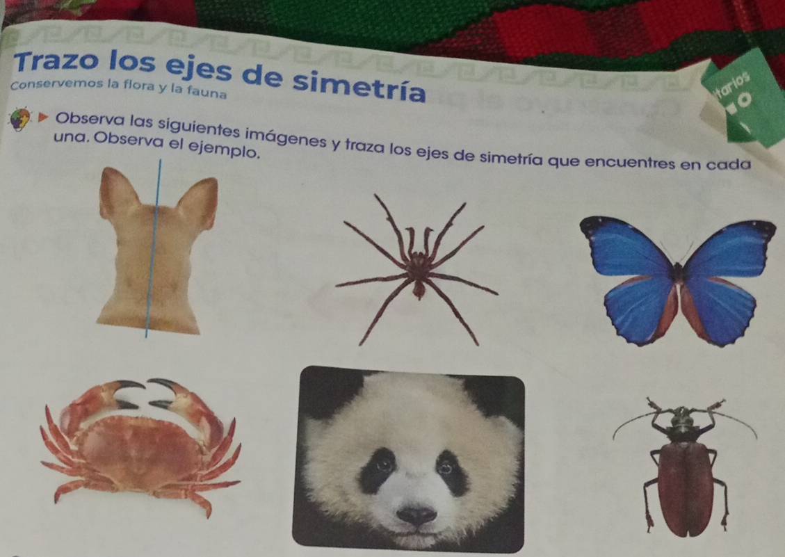 Trazo los ejes de simetría 
Conservemos la flora y la fauna tarios 
Observa las siguientes imágenes y traza los ejes de simetría que encuentres en cada 
una. Observa el ejemplo.