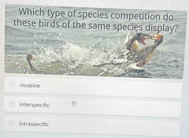 Which type of species competition do
these birds of the same species display?
invasive
interspecińc
intraspecifc