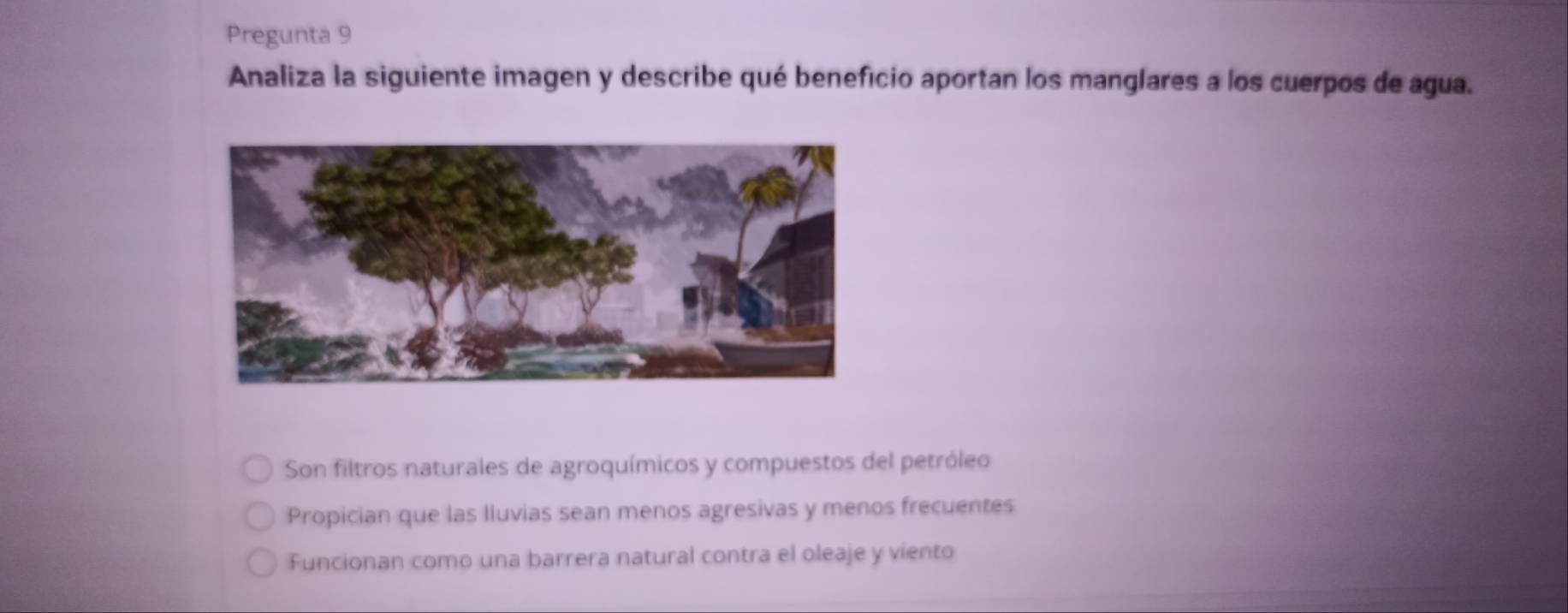 Pregunta 9
Analiza la siguiente imagen y describe qué beneficio aportan los manglares a los cuerpos de agua.
Son filtros naturales de agroquímicos y compuestos del petróleo
Propician que las Iluvias sean menos agresivas y menos frecuentes
Funcionan como una barrera natural contra el oleaje y viento