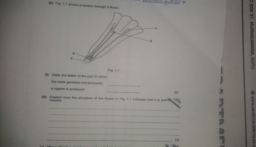 Fig. 1.1 shows a section through a flower. 

Fig. 1.1 
(I) State the letter of the part in which 
_ 
the male gametes are produced. 
a zygote is produced. _[2] 
(ii) Explain how the structure of the flower in Fig. 1.1 indicates that it is pollint 
insects. 
_ 
_ 
_ 
_ 
_ 
_[3] 
I 。