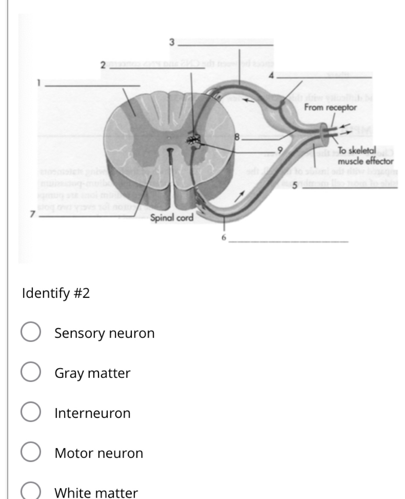 Identify #2
Sensory neuron
Gray matter
Interneuron
Motor neuron
White matter