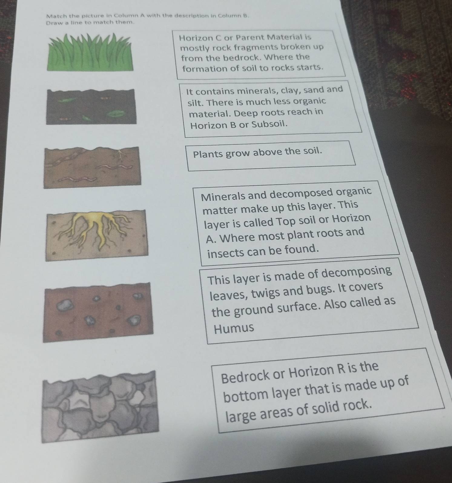 Match the picture in Column A with the description in Column B. 
Draw a line to match them. 
Horizon C or Parent Material is 
mostly rock fragments broken up 
from the bedrock. Where the 
formation of soil to rocks starts. 
It contains minerals, clay, sand and 
silt. There is much less organic 
material. Deep roots reach in 
Horizon B or Subsoil. 
Plants grow above the soil. 
Minerals and decomposed organic 
matter make up this layer. This 
layer is called Top soil or Horizon 
A. Where most plant roots and 
insects can be found. 
This layer is made of decomposing 
leaves, twigs and bugs. It covers 
the ground surface. Also called as 
Humus 
Bedrock or Horizon R is the 
bottom layer that is made up of 
large areas of solid rock.