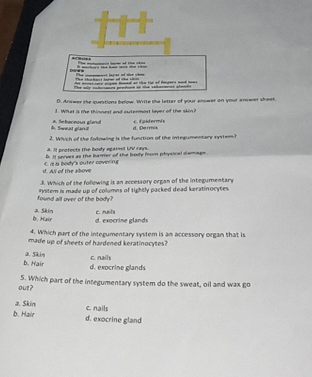 ACROS s Te autermass Layer of tre shon
Dow s I mchary the ho inee the thie
The innerment Jayer of sie sirm
The thichest layur of the then
A accetsory organ found at the tip of fungers and toes
The ody rabstanre prodsve is the sebnoeous glends
D. Answer the questions below. Write the letter of your answer on your answer sheet.
1. What is the thinnest and outermost layer of the skin?
a. Sebaceous gland c. Epidermis
b. Sweat gland d. Dermis
2. Which of the following is the function of the integumentary system?
a. It protects the body against UV rays.
b. It serves as the barrier of the body from physical damage.
C. it is body's outer covering
d. All of the above
3. Which of the following is an accessory organ of the integumentary
system is made up of columns of tightly packed dead keratinocytes
found all over of the body?
a. Skin c. nails
b. Hair d. exocrine glands
4. Which part of the integumentary system is an accessory organ that is
made up of sheets of hardened keratinocytes?
a. Skin c. nails
b. Hair d. exocrine glands
5. Which part of the integumentary system do the sweat, oil and wax go
out?
a. Skin c. nails
b. Hair d. exocrine gland