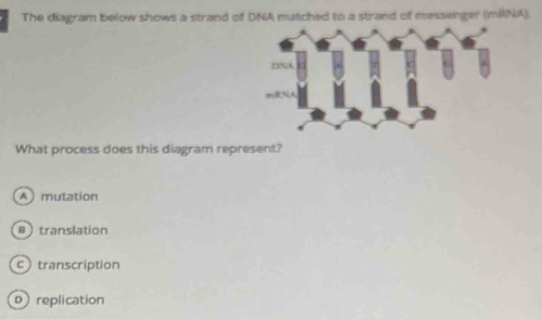 The diagram below shows a strand of DNA mutched to a strand of messenger (mANA).
r x

What process does this diagram represent?
A mutation
B translation
c transcription
Dreplication