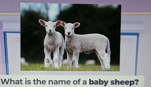 What is the name of a baby sheep?