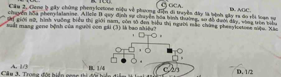 C
B. TCG. GCA. D. AGC.
Câu 2. Gene b gây chứng phenylcetone niệu về phương diện di truyền đây là bệnh gây ra do rối loạn sự
chuyển hóa phenylalanine. Allele B quy định sự chuyển hóa bình thường, sơ đồ dưới đây, vòng tròn biểu
thị giới nữ, hình vuông biểu thị giới nam, còn tô đen biểu thị người mắc chứng phenyleetone niệu. Xác
suất mang gene bệnh của người con gái (3) là bao nhiêu?
A. 1/3 B. 1D. 1/2
Câu 3. Trong đột biển gene thì đột biển điểm là là