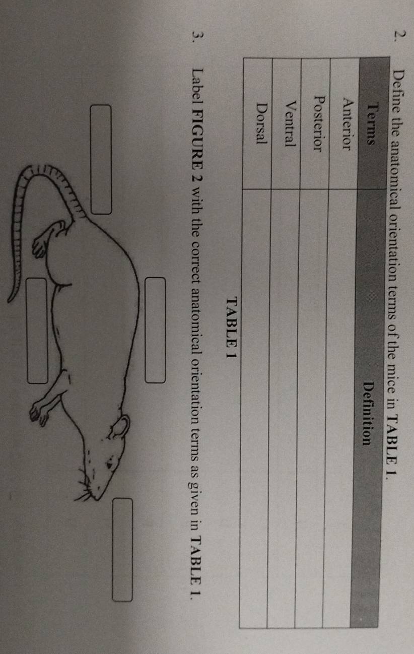 Define the anatomical 
3. Label FIGURE 2 with the correct anatomical orientation terms as given in TABLE 1.