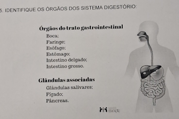 IDENTIFIQUE OS ÓRGÃOS DOS SISTEMA DIGESTÓRIO: 
Órgãos do trato gastrointestinal 
Boca; 
Faringe; 
Esôfago: 
Estômago; 
Intestino delgado; 
Intestino grosso. 
Glândulas associadas 
Glândulas salivares; 
Fígado: 
Pâncreas. 
Y