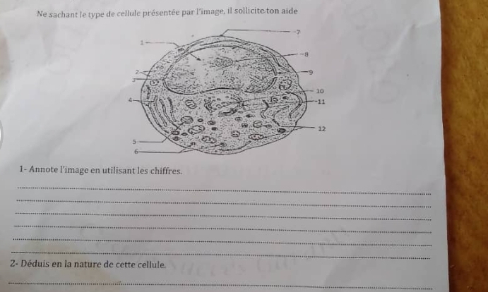 Ne sachant le type de cellule présentée par l'image, il sollicite ton aide 
1- Annote l'image en utilisant les chiffres. 
_ 
_ 
_ 
_ 
_ 
_ 
2- Déduis en la nature de cette cellule. 
_