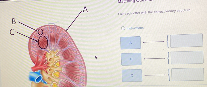 Solved: Matching Questio Pair each letter with the correct kidney ...