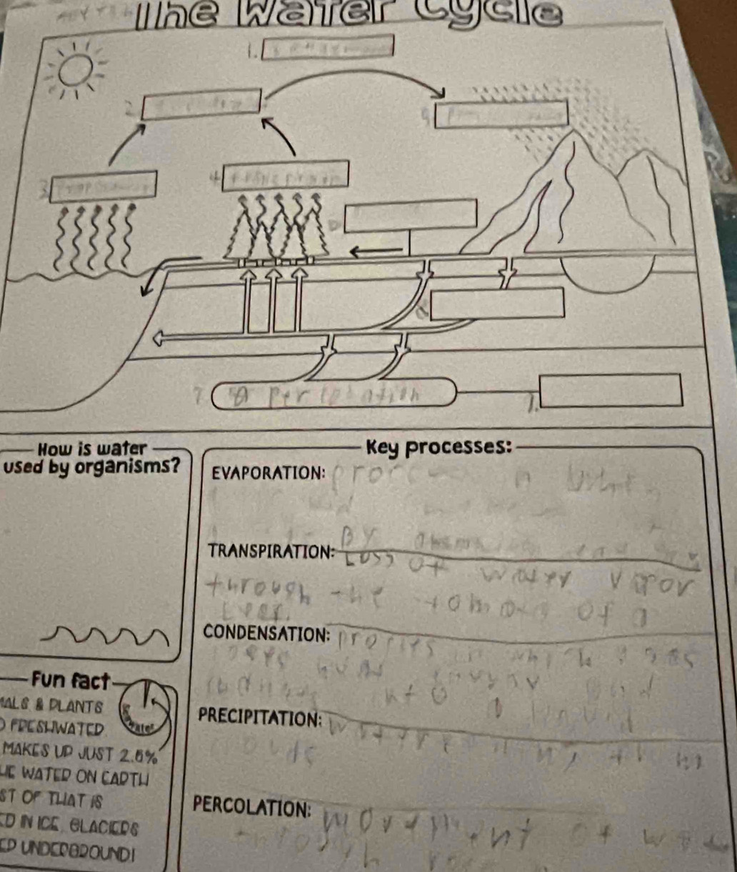 he W e 


used by organisms? EVAPORATION: 
TRANSPIRATION: 
CONDENSATION: 
Fun fact 
MALS & PLANTS PRECIPITATION: 
O FRESHWATED 4ter 
MAKES UP JUST 2.5%
HE WATED ON CARTH 
ST OF TLIAT IS PERCOLATION: 
D IN ICE CLACIEDS 
ED UNDERAROUND