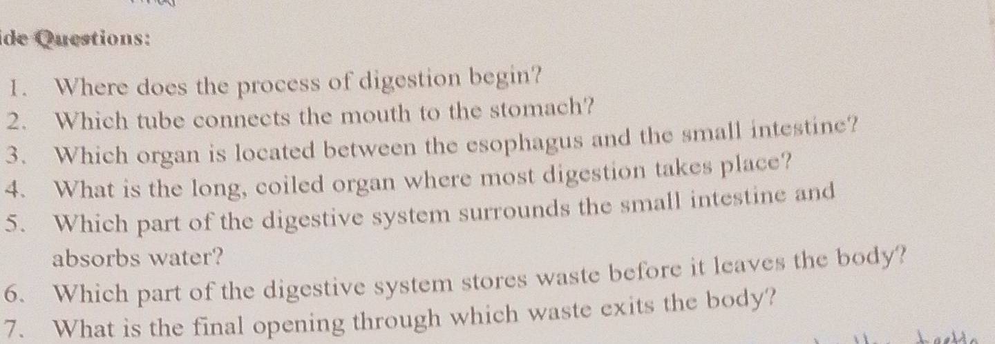 ide Questions: 
1. Where does the process of digestion begin? 
2. Which tube connects the mouth to the stomach? 
3. Which organ is located between the esophagus and the small intestine? 
4. What is the long, coiled organ where most digestion takes place? 
5. Which part of the digestive system surrounds the small intestine and 
absorbs water? 
6. Which part of the digestive system stores waste before it leaves the body? 
7. What is the final opening through which waste exits the body?